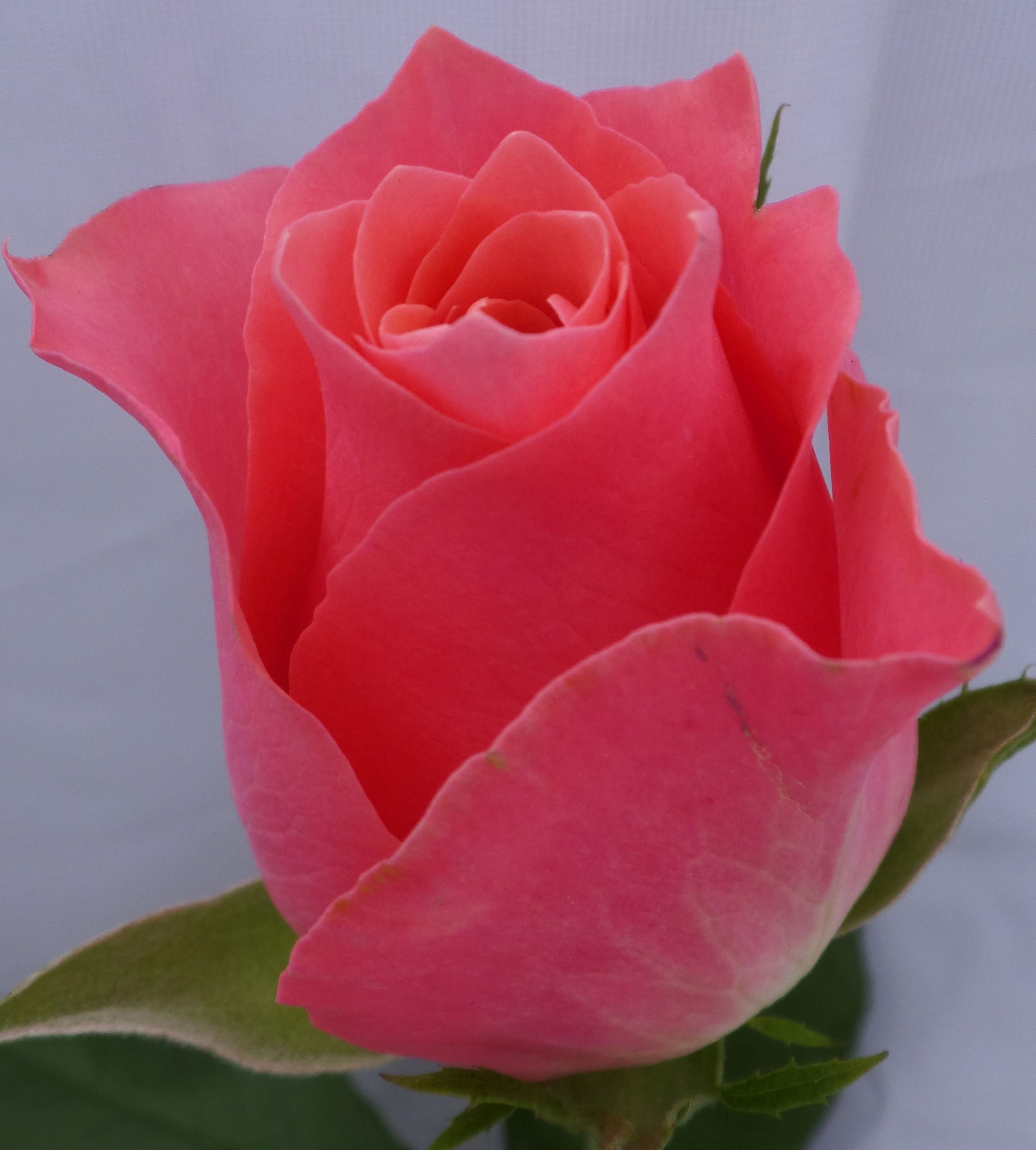 ケニアのバラAce Pink